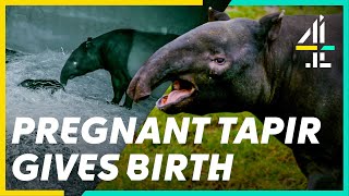 Newborn Tapir Calf FIGHTS For His LIFE | The Secret Life of the Zoo