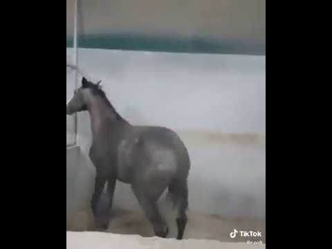 فيديو: جفاف الخيول - فقدان الماء في الخيول