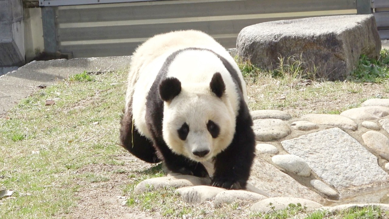 何気ないタンタンの普通の生活。 王子動物園にいけば会えるような気が