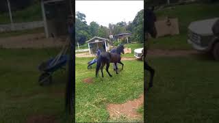 Cavalo Que Vou Cruzar Com A Minha Égua. Mangalarga Marchador Marcha Picada.