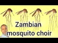 Ndabula mbondi kutembaula taata(The Zambian song that trended as a mosquito  choir song on tiktok)