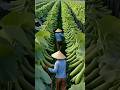 What a great Farming of Green Apples Gourd #agriculture #farming #farm #farmer #satisfying