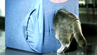 3 kreative Tricks, über die sich jede Katze freut