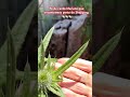 Tem problema no fígado. Conheça está planta.#viral #comedy #food #reels #churrasco #beer #cerveja #k