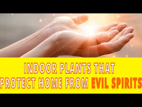 10 Indoor Plants which Protect home from evil spirits | Good Luck, vastu plants for wealth u0026 peace