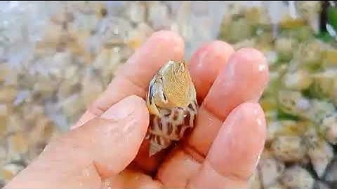 ỐC HƯƠNG PHAN THIẾT - Hải Sản Mỹ Tâm Phan Thiết 0367996390