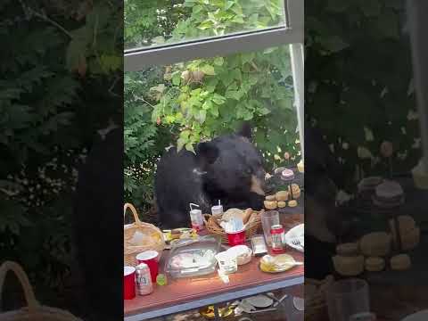 Bear invites itself to 2-year-old's birthday party in CT