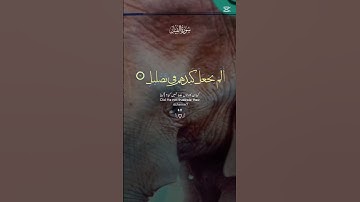 سورة الفيل من القرآن الكريم #القران #ايات #القرآن_الكريم #سورة #القرآن_الكريم #سورة الفيل