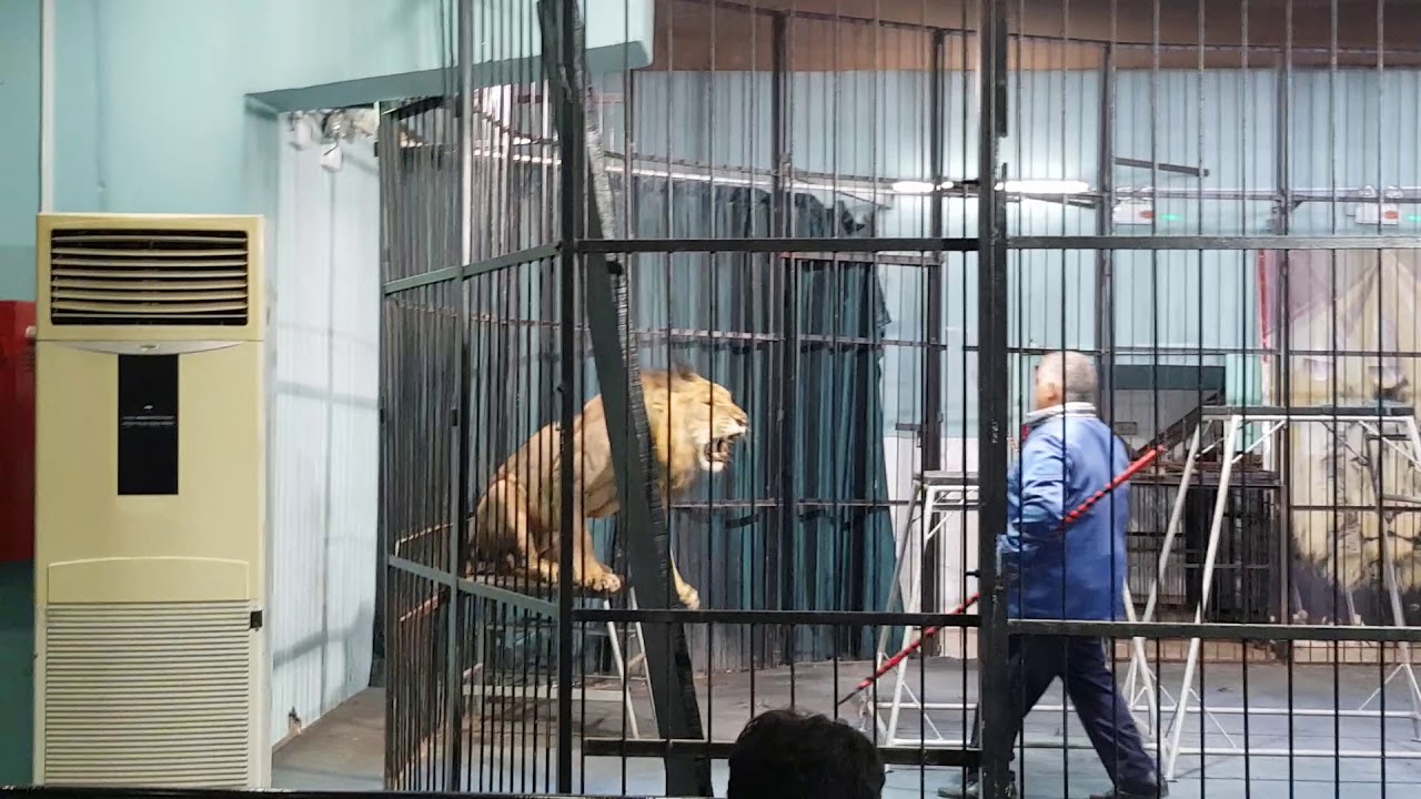 سيرك الأسود في قرية الدولفين(1)