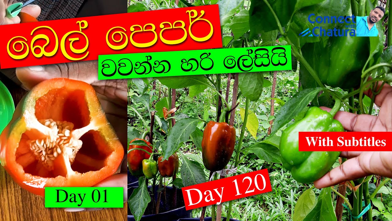 how to grow bell peppers from seed / how to grow bell pepper at home / bell pepper wagawa sinhala