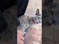 鳴く時にコチラを見つめてくる #猫#cat#可愛い#鳴き声#見つめて#野良猫#猫島