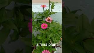 ஜின்னியா மலர்/zinnia flowers#shorts