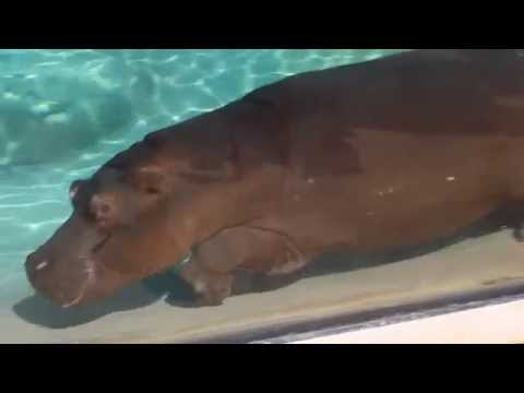Hippo Underwater - Zoom Torino