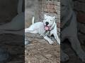Heavy Bonn Dogo Argentino рџ є Dogo Dogbreeds Viralvideo Animals Shorts Viralvideo Trending Heavy Bonn Dogo Argentino рџ є Dogo Dogbreeds Viralvideo Animals Shorts Viralvideo Trending