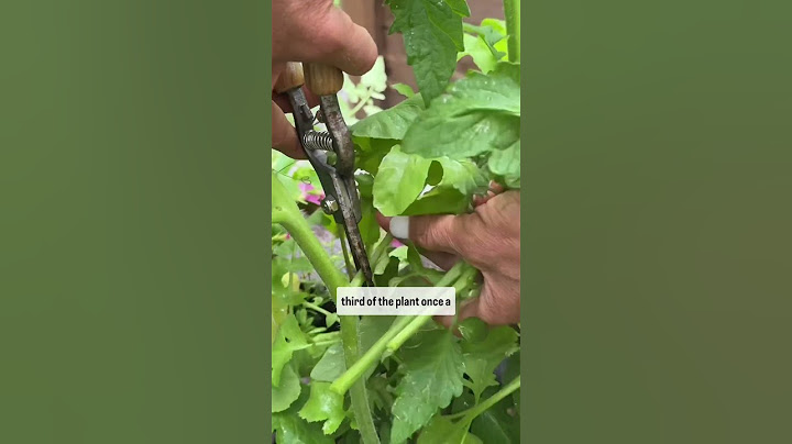 You aren’t pruning your tomatoes the right way! This is how to do it for 3x tomatoes #tomato #garden