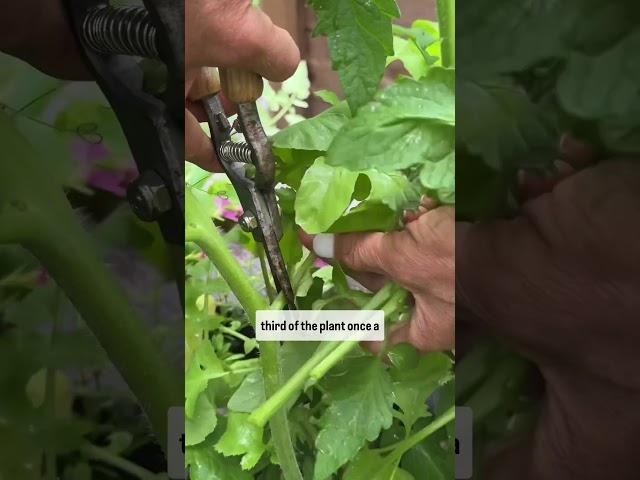 You aren’t pruning your tomatoes the right way! This is how to do it for 3x tomatoes #tomato #garden class=