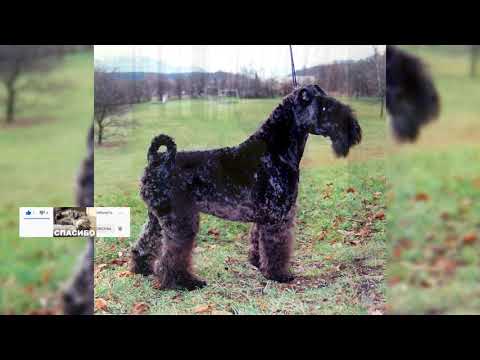 Video: Керри Blue Terrier ит тукуму гипоаллергендик, ден-соолук жана өмүрдүн узактыгы