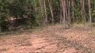 INCRÍVEL O QUE TEM NESSA PLANTAÇÃO DE EUCALIPTO 
