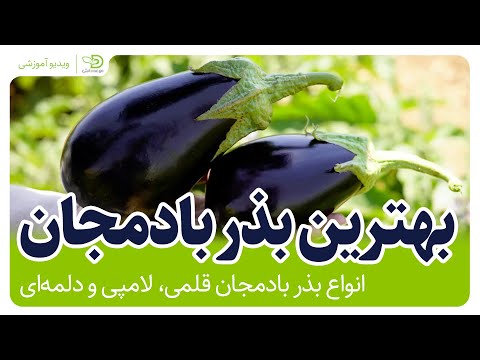   انواع مختلف بذر های بادمجان