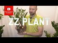 All you need to know about Zamioculcas Zamiifolia (ZZ Plant)