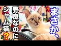 野良猫ジルの毛の色が変わってきました。君まさかシャム猫..？ 「ジルベール成長記」