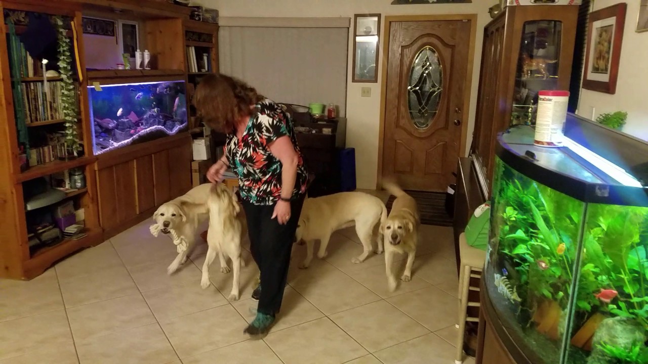 Labrador greeting after being away for 1 week - YouTube