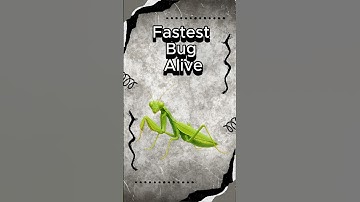 🦗 Bug Assassin in Action 🔪