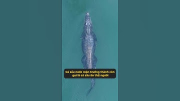 Cá sấu cửa sông – bá chủ duy nhất có thể sống trong nước biển #tangtuvien #shorts