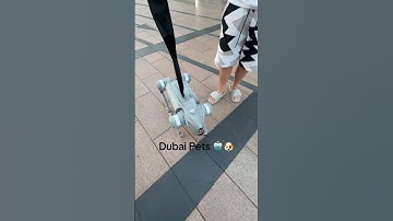 Robot dog spotted in Dubai! 🤖🐕 The future is here! 🚀✨ #Dubai #TechFuture #shorts