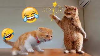 🐈🐕 New Funny Cats and Dogs Videos 😹🐕 Best Funny Animals 2024 #17