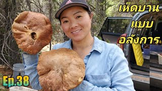 (Ep.38)14.6.2020เก็บเห็ดผึ้งหวานบานใหญ่อลังการในอเมริกา/Picking King Boletes Ca USA