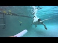 Great Dane Swimming.  Mac LOVES water.....