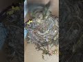 alimentando una cría de verderon rescatado de un ataque de una gaviota