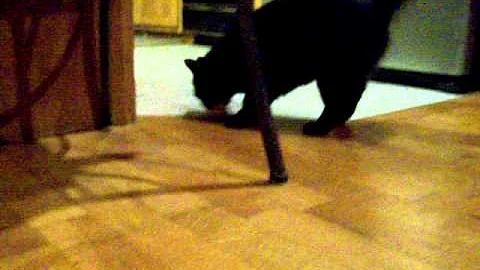 Video 1293201: russian siberian, siberian kitten, kitten toys