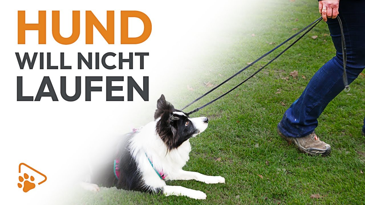 Was Tun Wenn Hund An Der Leine Pöbelt Dein Hund bleibt an der Leine stehen? | Diese 5 Übungen helfen! | wedog