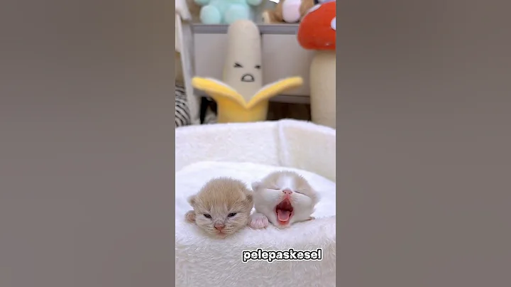 Video 10216291: funny cats kittens meowing, cats kittens meowing cute, cute kittens adorable, cute little kitten, kitten happy, adorable kitten show