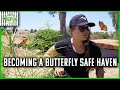 Ronda Creates a Caterpillar Sanctuary for Monarch Butterflies | Browsey Acres
