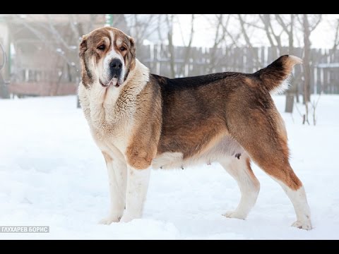 فيديو: ملامح كلاب من سلالة آسيا الوسطى الراعي أو ألاباي