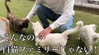 外猫ファミリーの幸せを娘に諭された日。