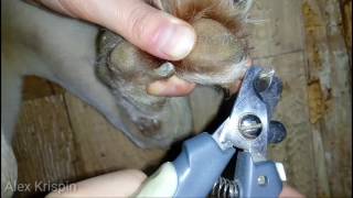 Псы: как подстричь когти собаке Псы: как подстричь когти собаке