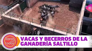 Saneamiento de vacas y becerros en la ganadería de Saltillo