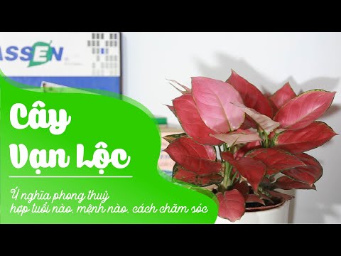 Cây Vạn Lộc: Ý nghĩa phong thuỷ, hợp tuổi nào, mệnh nào, cách chăm sóc
