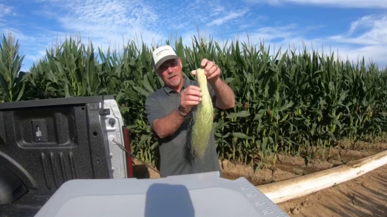 Corn Pollination - YouTube