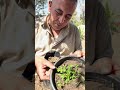 زراعة الطماطم من البذره اتحضر للاخضر زراعة زراعت اكسبلور نباتي