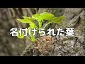 合唱曲 名付けられた葉 歌詞付き 76 200 合唱曲 名付けられた葉 歌詞付き 76 200
