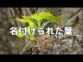 【合唱曲】名付けられた葉 / 歌詞付き【76/200】