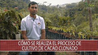 Como se realiza el proceso de cultivo de Cacao clonado  TvAgro por Juan Gonzalo Angel Restrepo