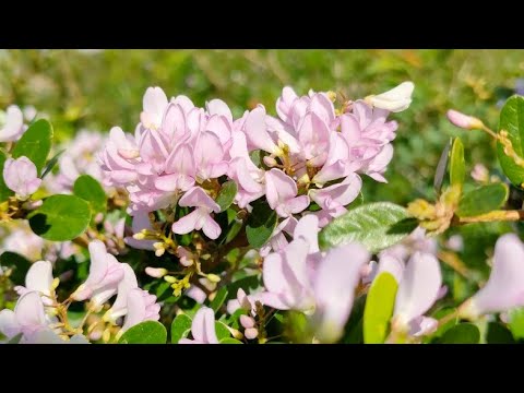 Video Phôi Khủng Linh Sam Hồng Phấn Đột Biến Đồng Gi.á... - youtube