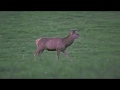 Cerf élaphe 4K UHD