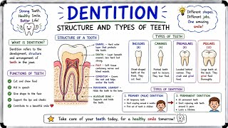 Structure and types of Teeth | Incisors, canine, premolars and Molars